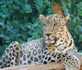 Wildlife & Nature