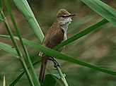 Birds of Central Iran